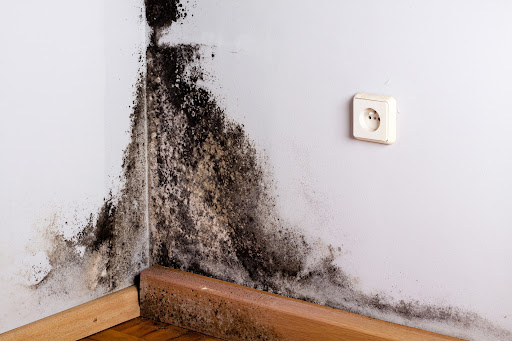 mold removal picture