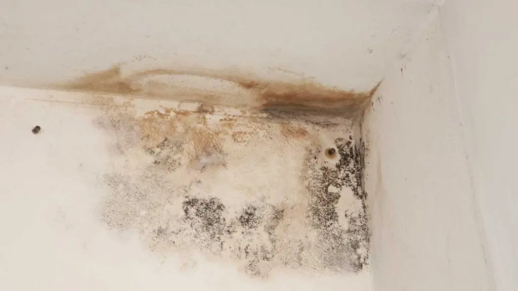 Mold Damage 1024x684 1 1024x576